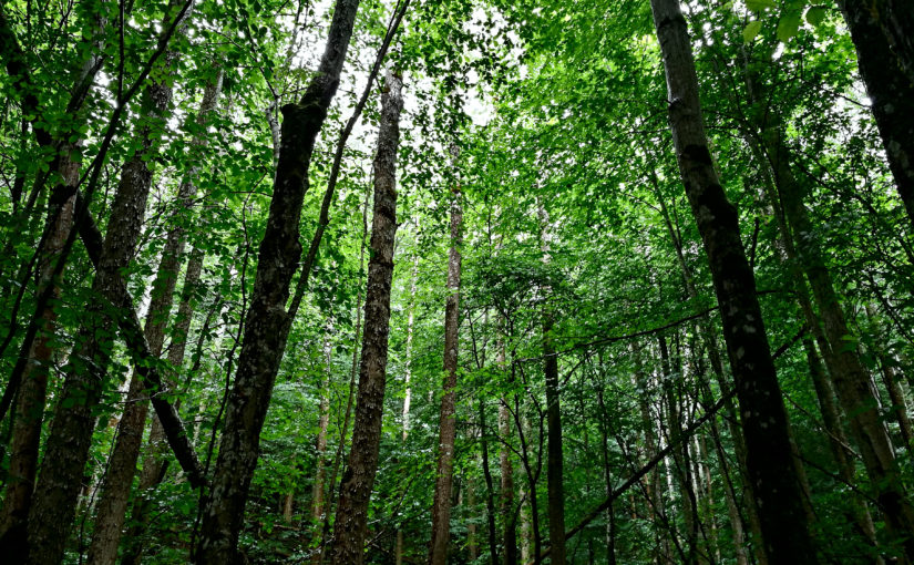 Het Bos- een playlist.